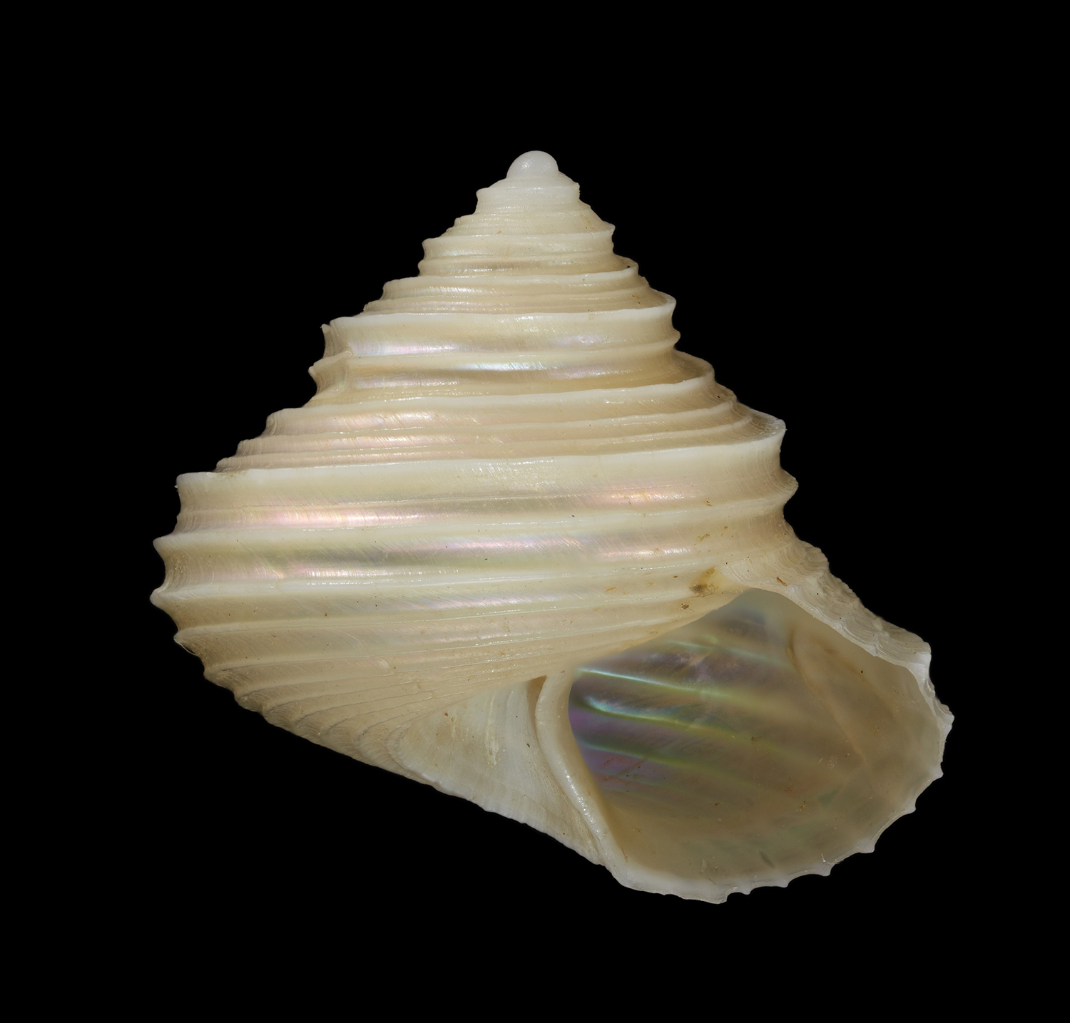 An iridescent shell on a black background.