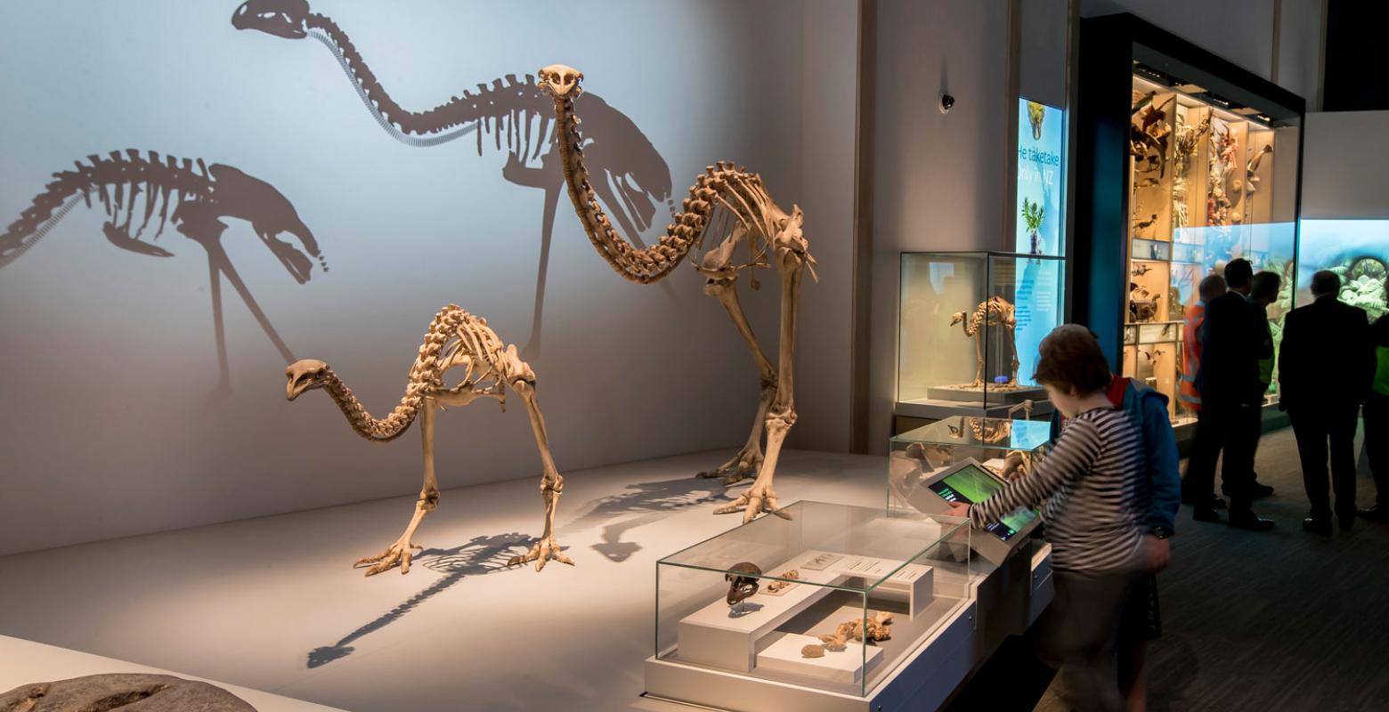 Visitors looking at moa skeletons