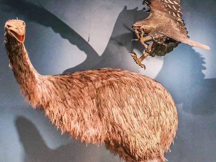 Giant moa and Haast's eagle in Blood Earth Fire