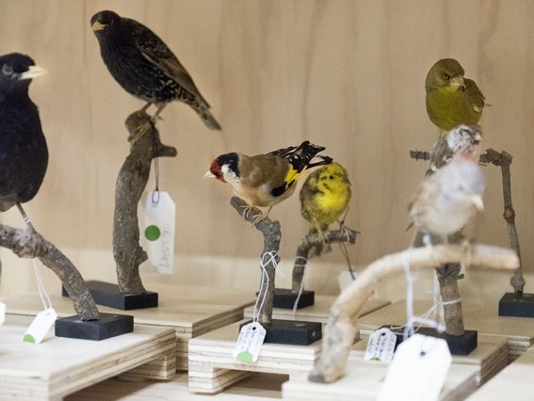 Taxidermied birds on branches in an exhibition