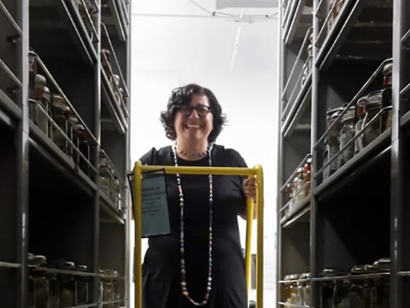 Rachael Peart exploring the Smithsonian Crustacean collections. Photo by Kareen Schnabel. NIWA A woman standing on a step ladder at the end of a row of shelves with fish specimens in jars on the shelves.