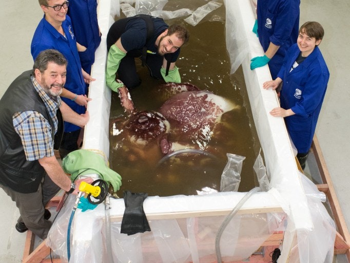 Thumbnail image for the YouTube video for NZSL guide to the colossal squid. Te Papa A split photo of a squid in a tank and a person standing in front of a dark background