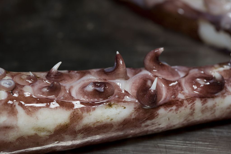 The arms and tentacles of the colossal squid