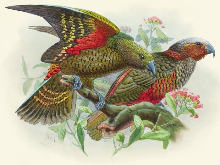 tpp-stationery_tile.jpg Kaka parrot and variety “Kaka-kura”. Nestor Meridionalis. (one-half natural size). Plate 17. From the book: A history of the birds of New Zealand Vol. 1, 1888, by Johannes Keulemans. Te Papa (RB001178/150a)