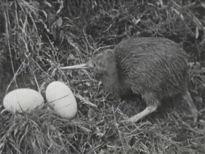 Kiwi with eggs