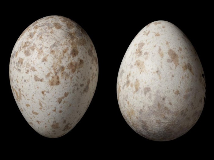 Black robin clutch. Photograph by Jean-Claude Stahl. Te Papa (NMNZ OR.024448) Black robin eggs