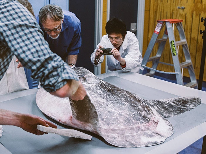 Te Papa scientists examine the new Mola tecta sunfish