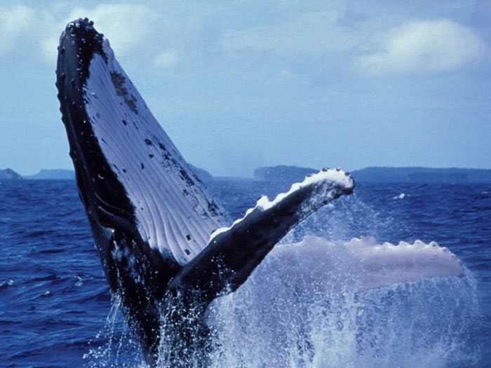 Whales Whale breaching white