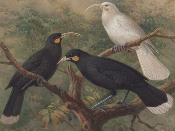 Three huia (Heteralocha acutirostris), circa 1900, London, by Johannes Keulemans. Purchased 1993 with New Zealand Lottery Grants Board funds. Te Papa (1993-0029-6) Three huia (Heteralocha acutirostris), circa 1900, London, by Johannes Keulemans. Purchased 1993 with New Zealand Lottery Grants Board funds. Te Papa (1993-0029-6)