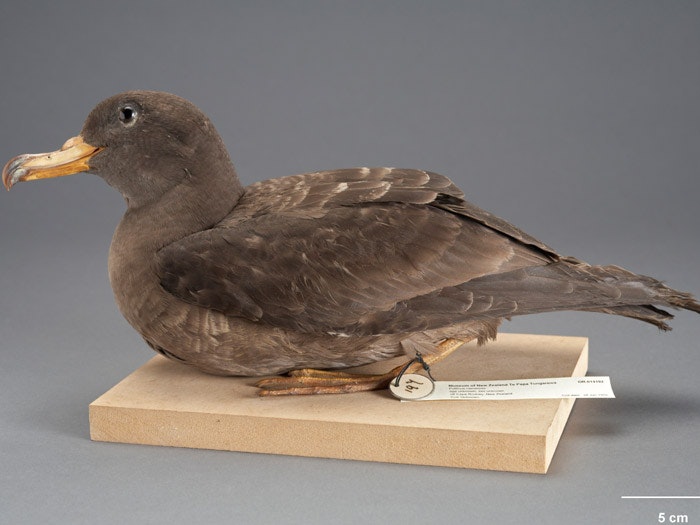 Flesh-footed Shearwater, Puffinus carneipes, collected 28 Jan 1932, off Cape Rodney, New Zealand. Purchased 1939. CC BY-NC-ND licence. Te Papa (OR.014192) Flesh-footed Shearwater, Puffinus carneipes, collected 28 Jan 1932, off Cape Rodney, New Zealand. Purchased 1939. CC BY-NC-ND licence. Te Papa (OR.014192)