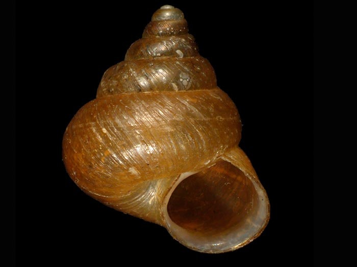 Land snail, Cytora brooki B. Marshall & Barker, 2007, collected 19 Mar 1988, Tapotupotu Bush, SE of Cape Reinga, New Zealand. CC BY-NC-ND licence. Te Papa (M.179665) land-snail-cytora-brooki-b-marshall-barker-2007.jpg