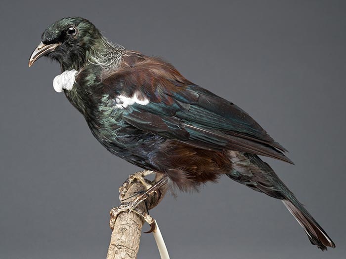 Tūī, Prosthemadera novaeseelandiae novaeseelandiae, collected 07 Jul 1975, Rotorua, New Zealand. Gift of E Jones, 1975. CC BY-NC-ND licence. Te Papa (OR.019494) Mounted Tūī