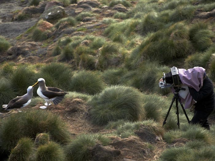 Solander albatross Solander albatross