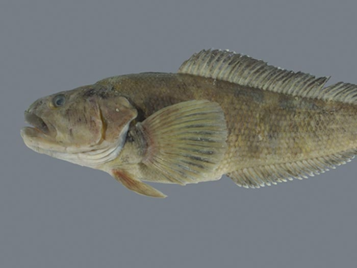 Yellowbelly rockcod, Notothenia coriiceps Richardson, 1844, collected 04 Mar 2004, NW of Buckle Island, Balleny Islands, Antarctica. CC BY-NC-ND licence. Te Papa. Deep sea fish
