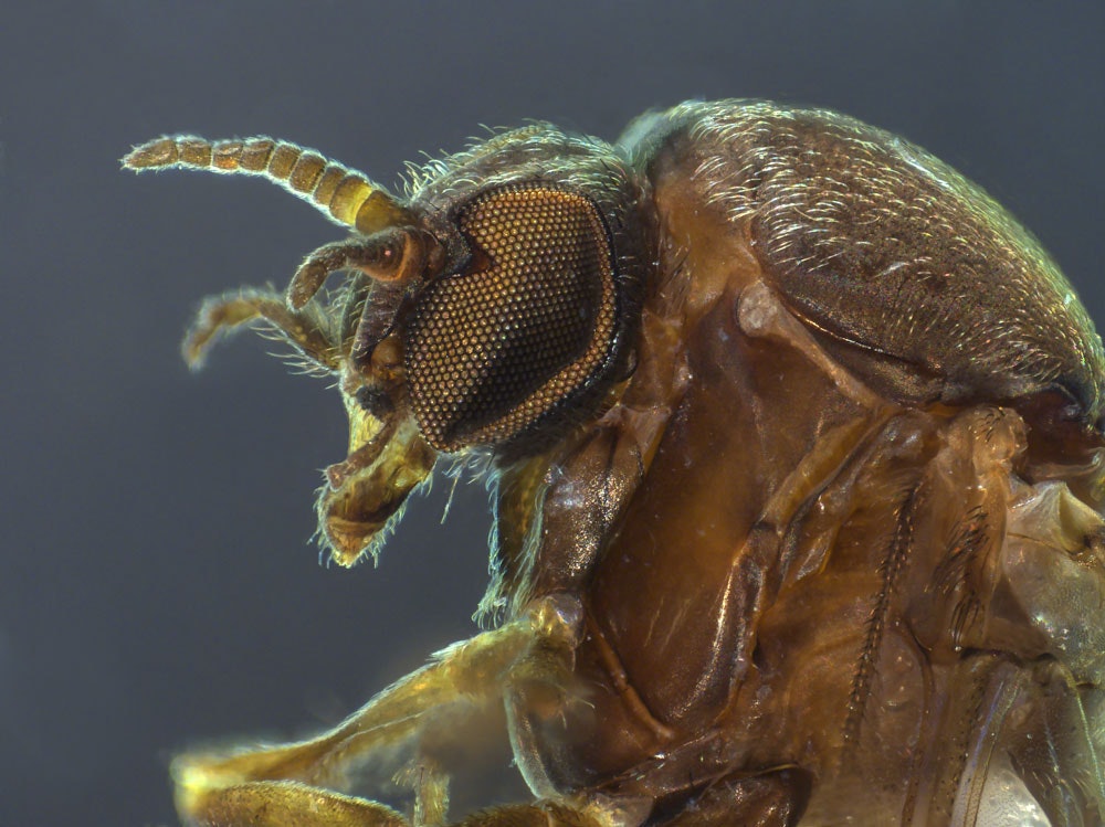 A close-up photo of a sandfly