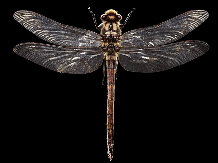 Giant New Zealand bush dragonfly, Uropetala carovei, Aotearoa New Zealand, 2016. Te Papa Dragonfly