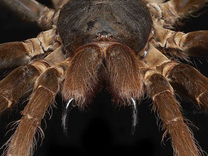 King baboon spider, 2016. Te Papa King baboon spider