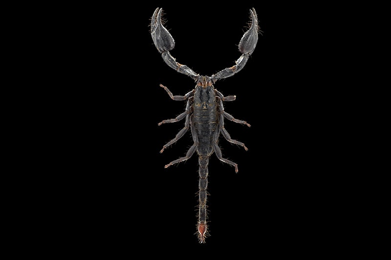 Malaysian forest scorpion