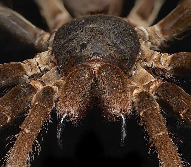 King baboon spider