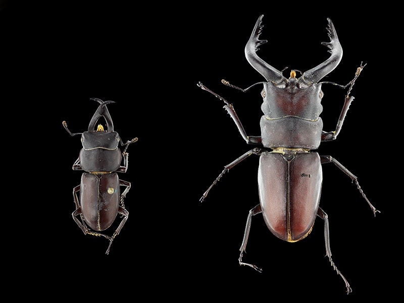 Stag beetles, Lucanidae, Worldwide, 2016. Te Papa Stag beetles
