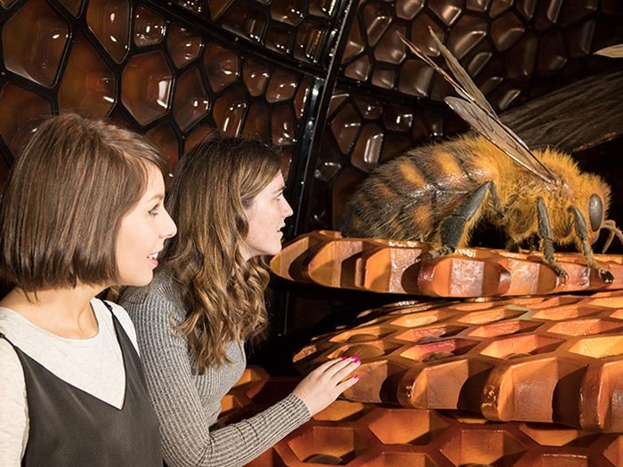 Bug Lab exhibition. Photographer Kate Whitley © Te Papa Women look at giant bee