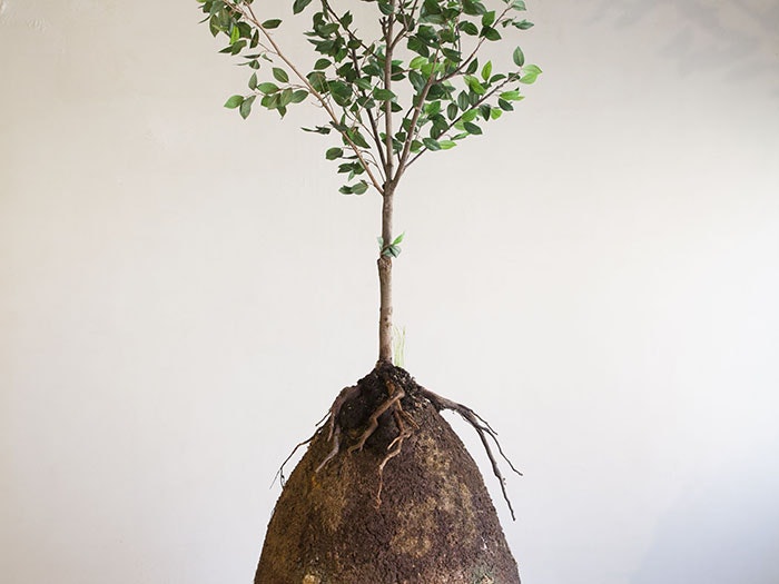 Capsula Mundi. Photograph courtesy of Capsula Mundi An egg shaped container covered in dirt, with a tree growing out of it