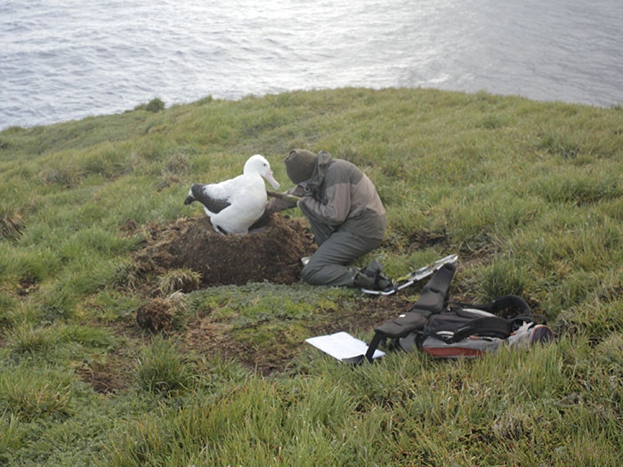 Fieldworker at Crozet Islands monitors breeding Crozet Wandering Albatross. Te Papa A fieldworker interacts with an albatross on the grass with the ocean in the background