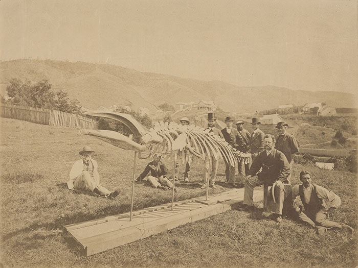 Group with mounted skeleton, including James Hector, 1874, Wellington, by William Travers. Purchased 2001 with New Zealand Lottery Grants Board funds. Te Papa (O.030607) 1874 photo of ten men, including Colonial Museum personnel, assembled around the skeleton of a pygmy right whale