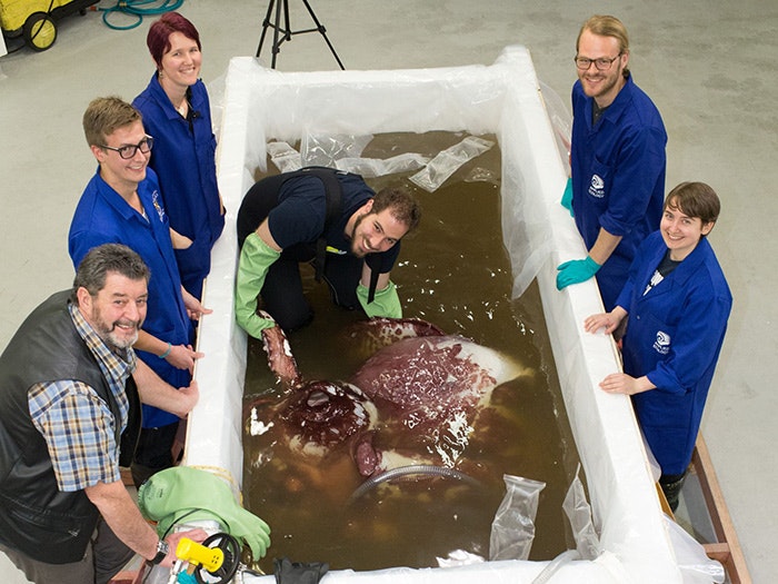 Scientists examine the colossal squid, 2014. Photograph by Norm Heke. Te Papa Scientists examine the colossal squid