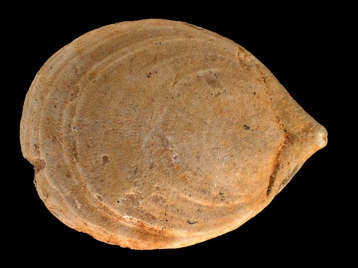 Lamp shell, Neobouchardia minima (Thomson, 1918), collected NW of Amberley, N of Christchurch, cuesta between Mount Brown & Waipara River, base of main Mount Brown Limestone (MW/D), New Zealand. CC BY-NC-ND licence. Te Papa (BR.000042) Lamp shell