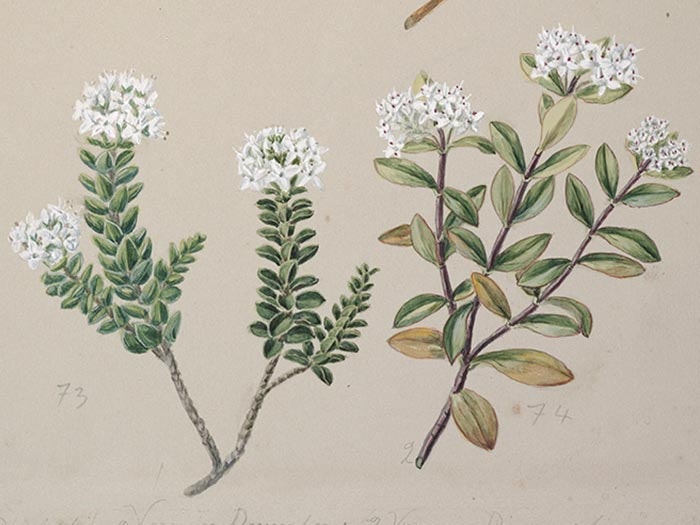 Veronica (4 species), New Zealand, by Sarah Featon. Purchased 1919. Te Papa (1992-0035-2277/42) Veronica illustration by Sarah Featon