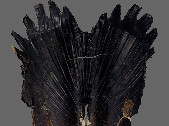 Bivalve, Acharax clarificata Dell, 1995, collected 14 Jan 1979, off Clarence River mouth, New Zealand. CC BY-NC-ND licence. Te Papa (M.059662) Bivalve specimen