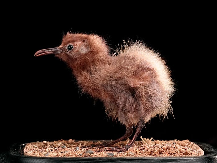 Chatham Island Rail, Cabalus modestus (Hutton, 1872), collected Jan 1872, Mangere Island (Pitt Island), New Zealand. Purchased 1923. CC BY-NC-ND licence. Te Papa (OR.001371) Rail specimen