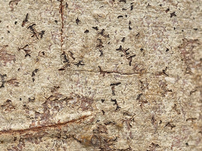 Chiodecton stictathecium (C.Knight) Zahlbr., collected 1880, Australia, New South Wales, Australia. CC BY-NC-ND licence. Te Papa (L006953) Chiodecton stictathecium