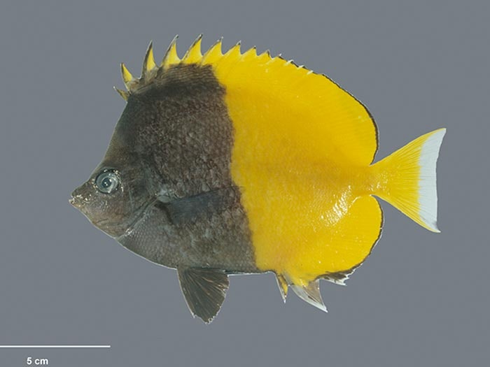 Smith's butterflyfish, Chaetodon smithi Randall, 1975, collected 15 May 1994, Ducie Island, Pitcairn Group, Pitcairn. CC BY-NC-ND licence. Te Papa (P.031400) Smith's butterflyfish