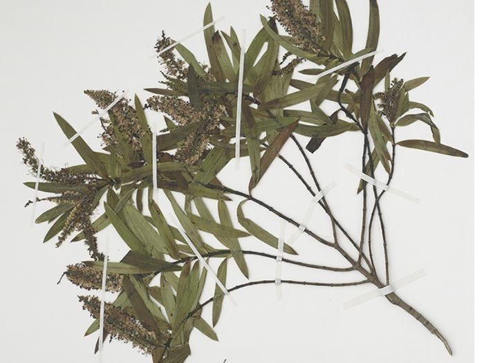 Veronica stenophylla var. hesperia (Bayly & Garn.-Jones) Garn.-Jones, collected 28 Jan 1999, c. 2 km southwest of Kaihoka Lakes, on bluffs beside Limestone Road., New Zealand. CC BY-NC-ND licence. Te Papa (SP081486/A) Botany specimen