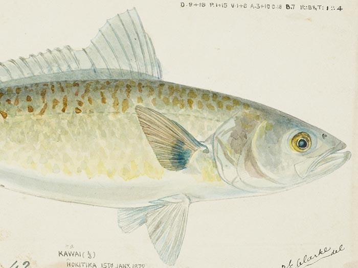 Arripis trutta (NZ) : Kahawai, 1872, by Frank Edward Clarke. Purchased 1921. Te Papa (1992-0035-2278/90) Drawing of Kahawai