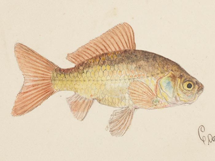 Carassius auratus (Goldfish), by Frank Edward Clarke. Purchased 1921. Te Papa (1992-0035-2278/47) Goldfish drawing