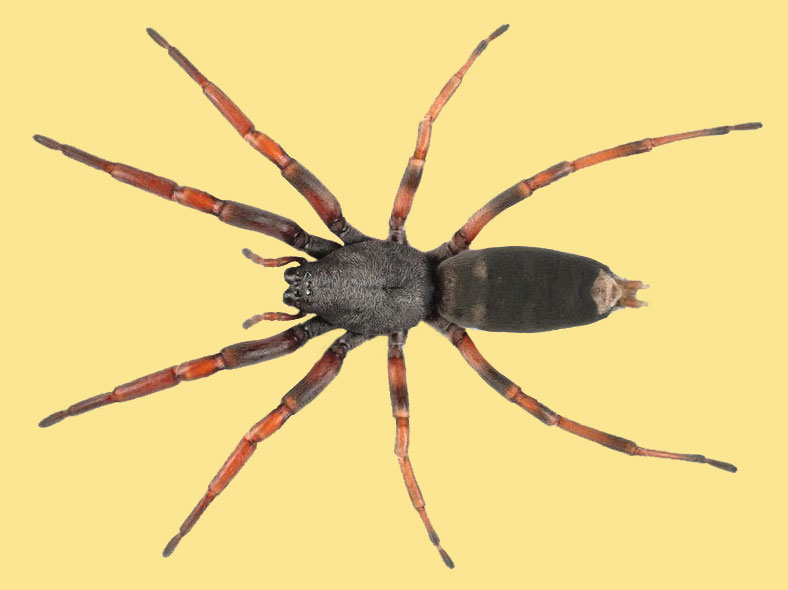 Daddy long-legs spider  Collections Online - Museum of New Zealand Te Papa  Tongarewa