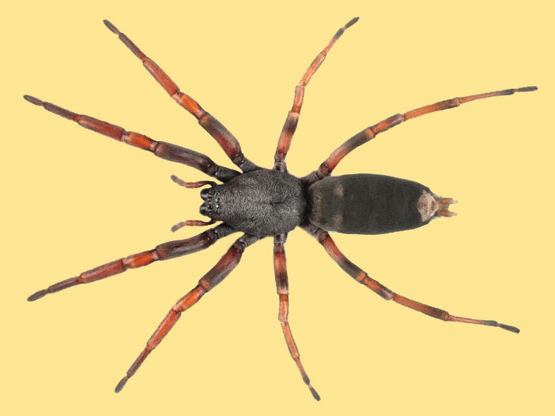 White-tailed spider. Te Papa Spider on a yellow background