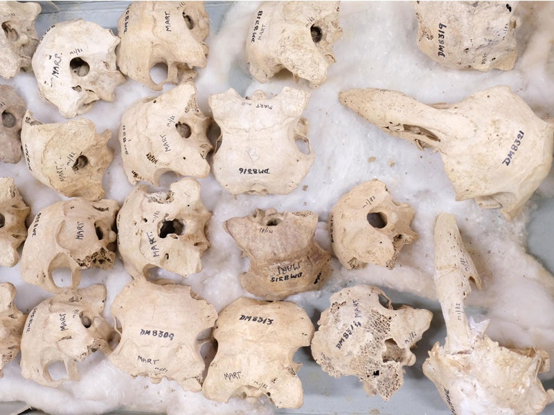 Extinct adzebill skulls. Photo by Rachael Hockridge. Te Papa Extinct adzebill skulls