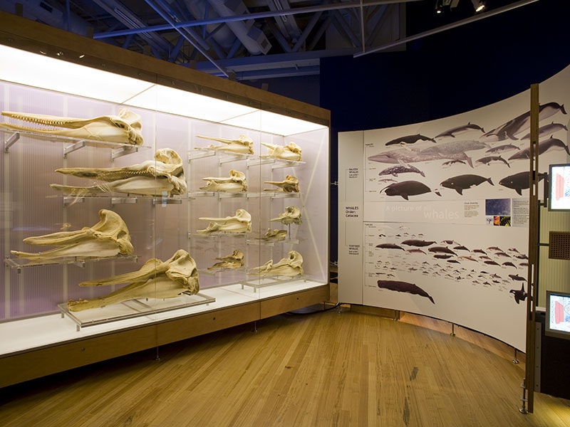 Whales | Tohorā exhibition, 2007. Photograph by Michael Hall. Te Papa