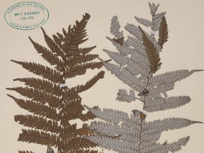Silver fern specimen Silver fern specimen