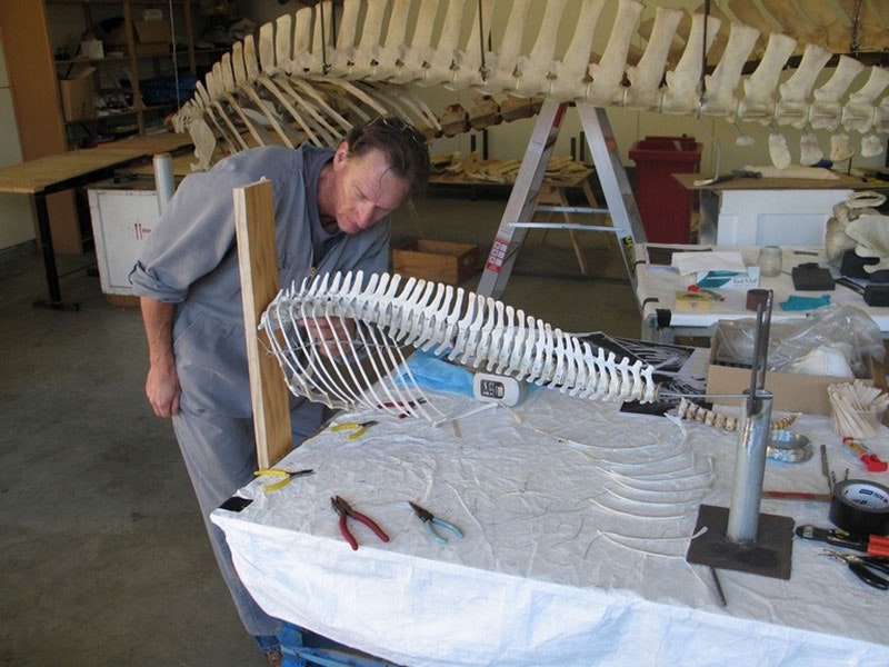 Hector’s dolphin specimen, partly completed, with vertebrae and ribs attached. Photo by Anton Van Helden. Te Papa tom_artic_sm.jpg