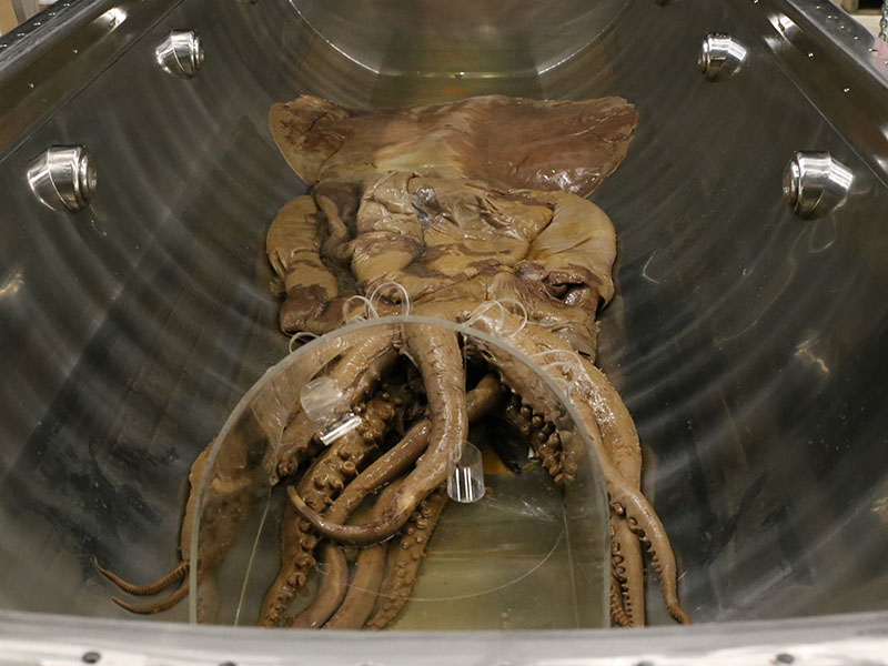 Colossal squid in its tank which has been drained of all liquid
