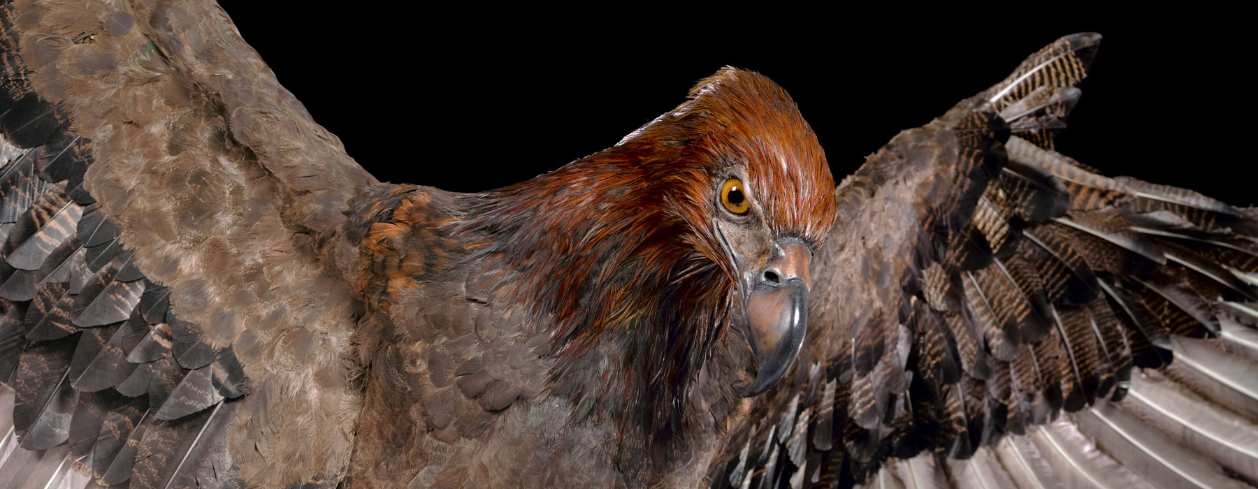 A model of the extinct Haast's eagle