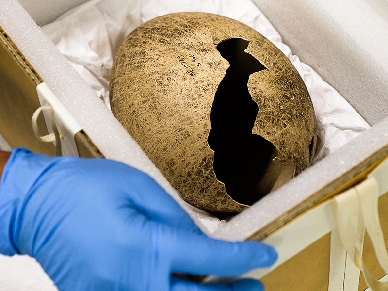Moa egg from Wairau Bar, 2019. Photo by Jack Fisher. Te Papa moa-egg-800x600.jpg