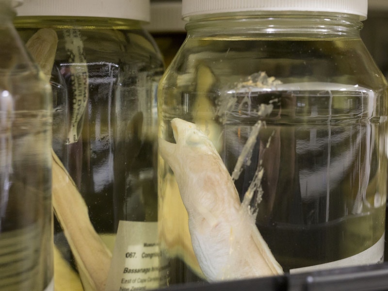 Fish specimens collection store, Te Papa, 2015. Photo by Michael Hall. Te Papa (25469) fish-store-800x600_0.jpg