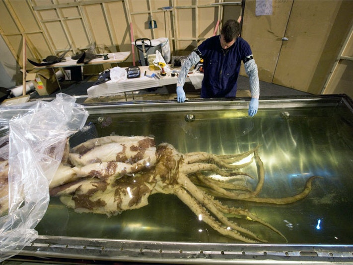 The colossal squid going into its tank, 2008. Te Papa The colossal squid going into its tank