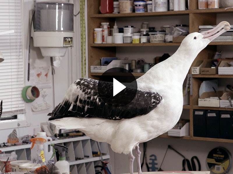 Albatross in taxidermy studio, 2018. Te Papa Taxidermy albatross in taxidermy studio